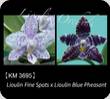P. LL Fine Spots x Lioulin Blue Pheasant 3695
